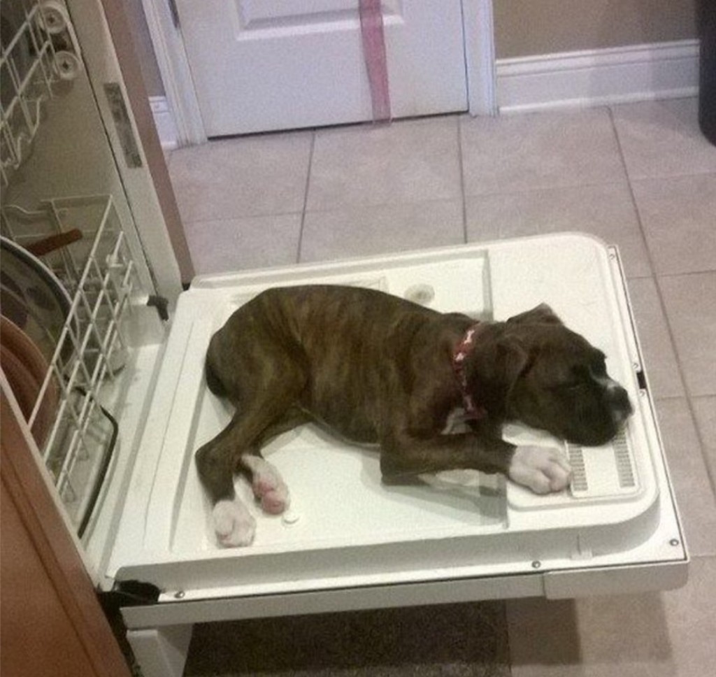 Dishwasher dog