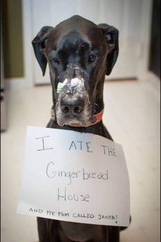 dog ate gingerbread