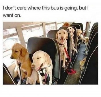 dog bus