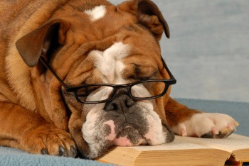 Bulldog Reading A Book