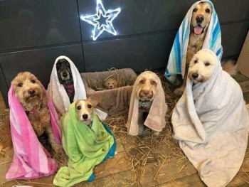 Dog Nativity