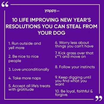 Dog Resolutions