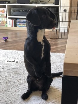 RDM 4 Meerdog