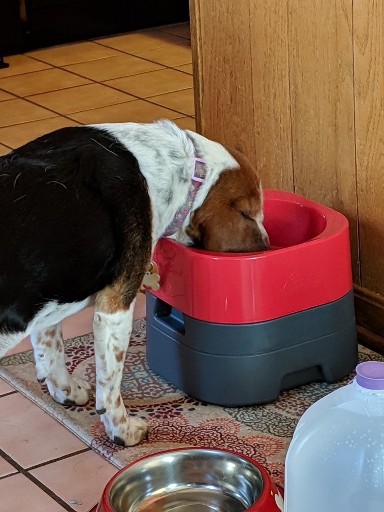 Penny enjoying her Petweighter bowl.  Photo by Philley