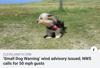 Small Dog Warning