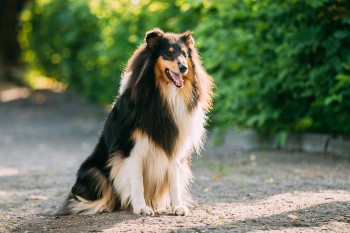 My pick to win this group:  the Rough Collie