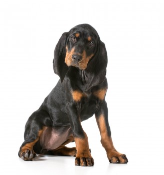 My pick to win this group:  the Black and Tan Coonhound