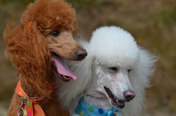 My pick to win this group:  the Standard Poodle 