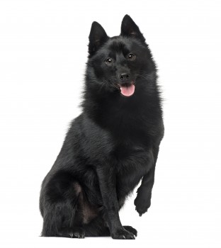 Schipperke sitting and panting, 2 years old , isolated on white