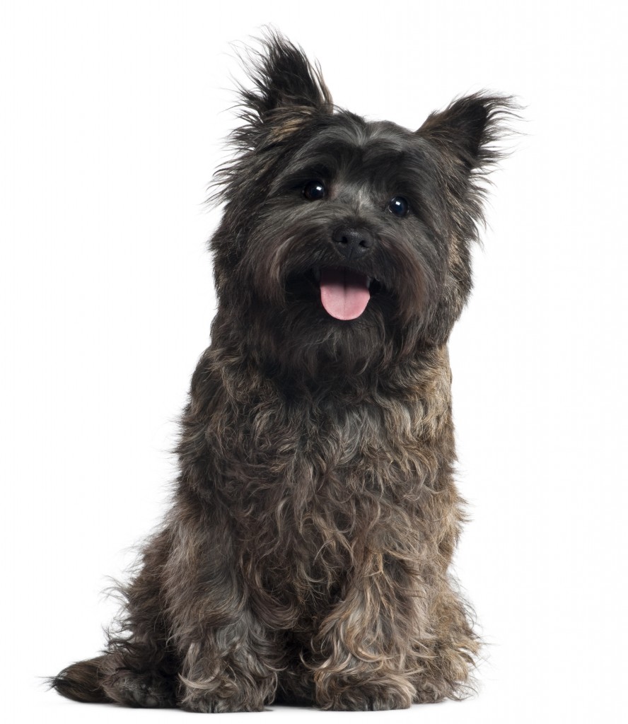 My pick to win this group:  the Cairn Terrier