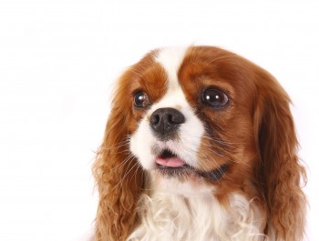 My pick to win this group:  the Cavalier King Charles Spaniel