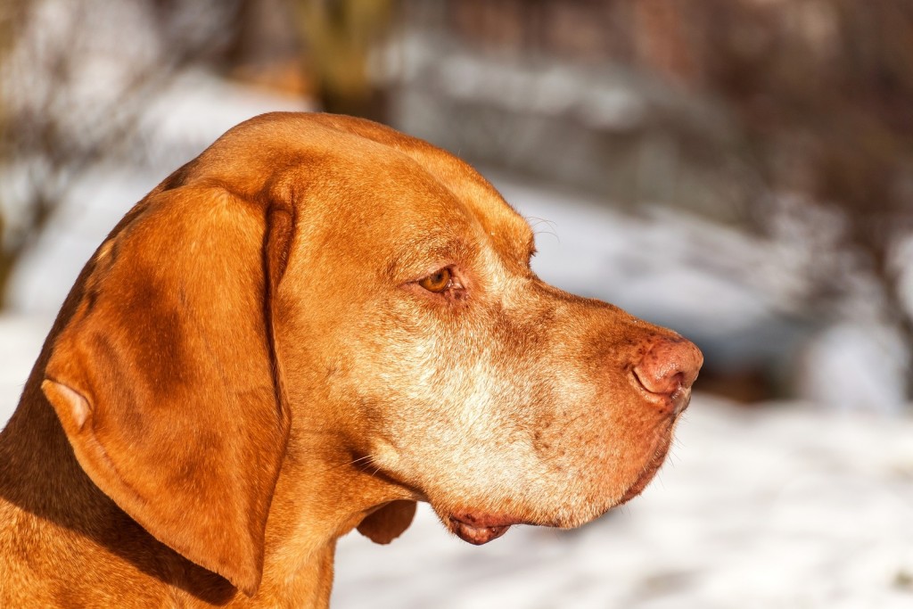 Vizsla Dog Outdoor Portrait. A Close-up Head Shot Of A Vizsla Do