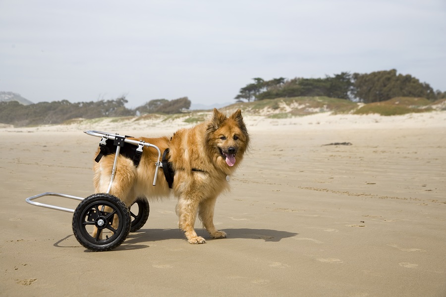 Dog On Wheels 02