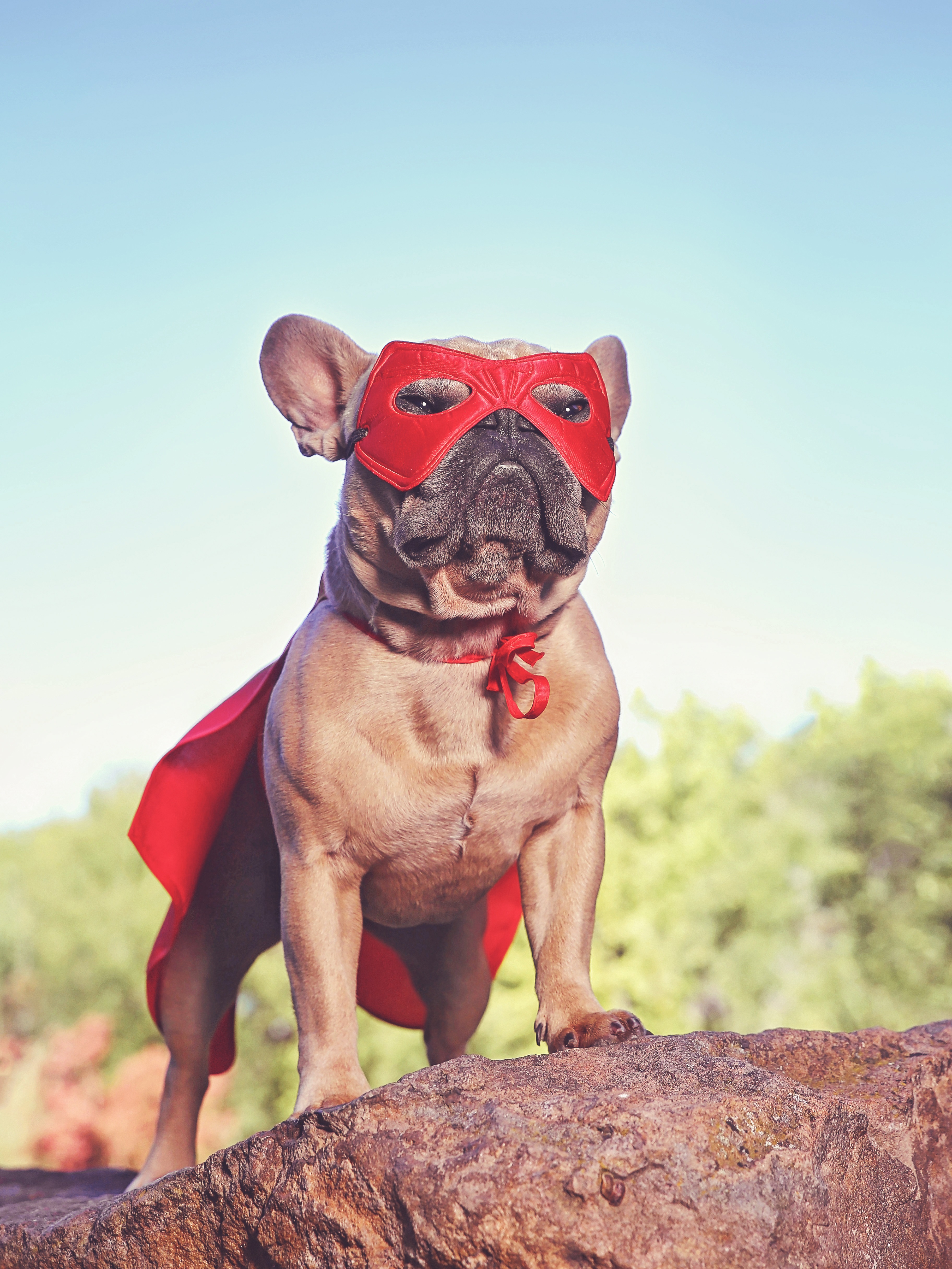 cute french bulldog in a super hero costume  toned with a retro