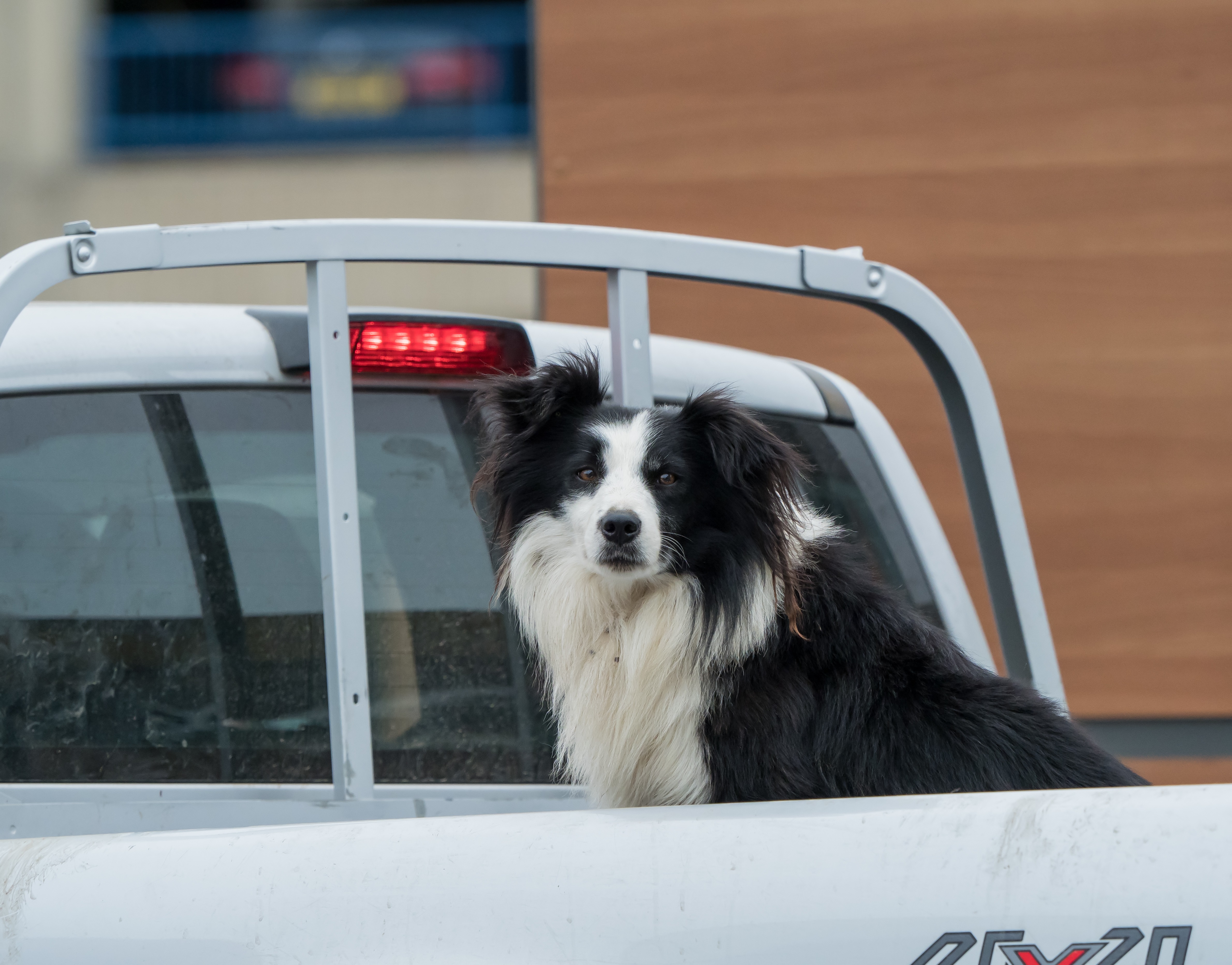 Black And White Border Collie In Open Back Of Utility Pickup Tru