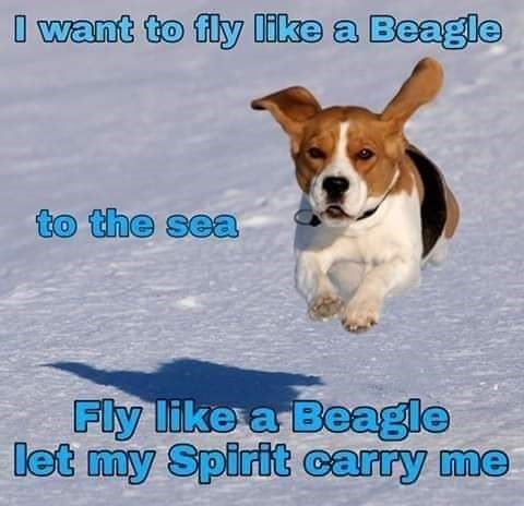 Fly like a beagle
