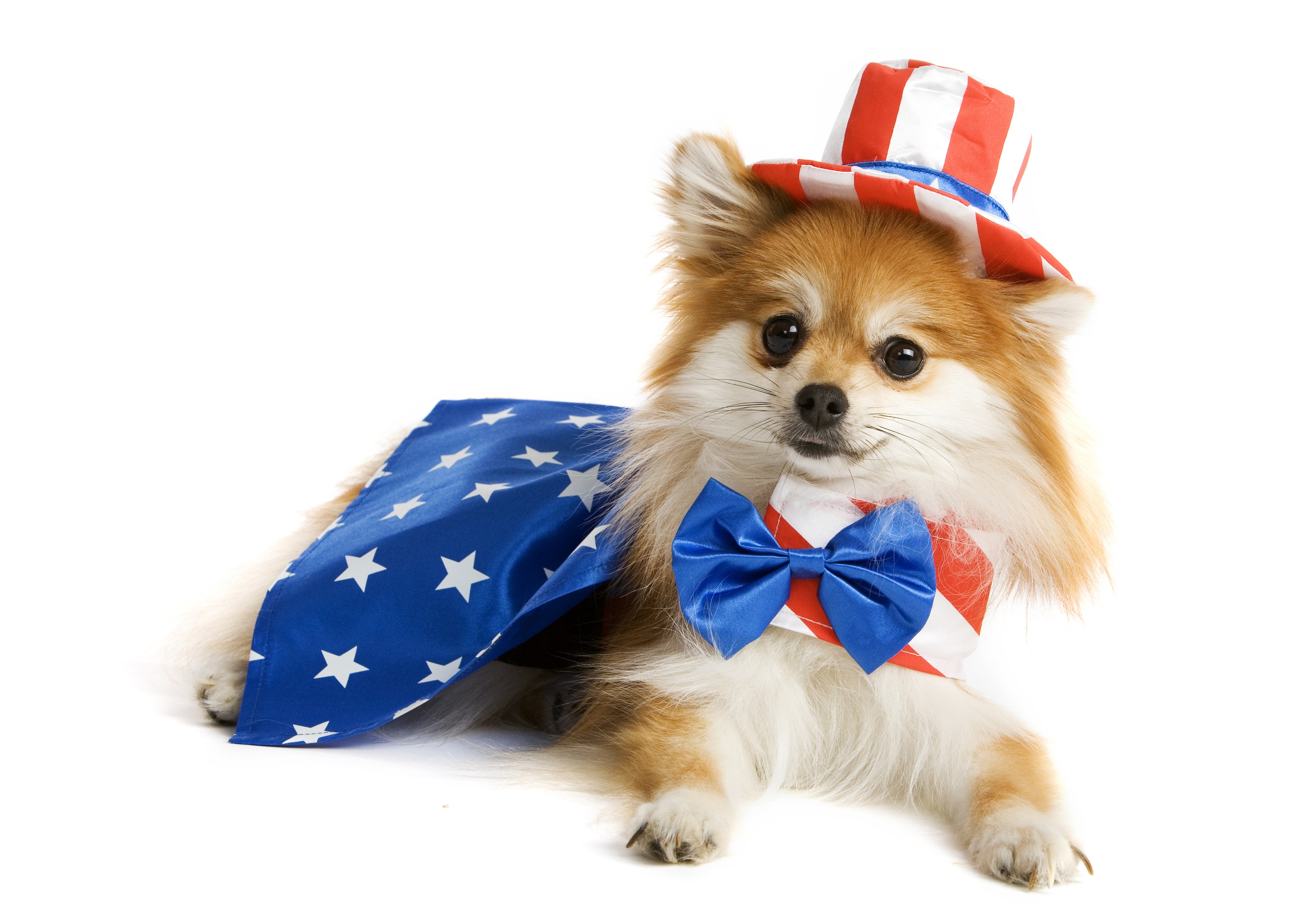 Uncle Sam Pup