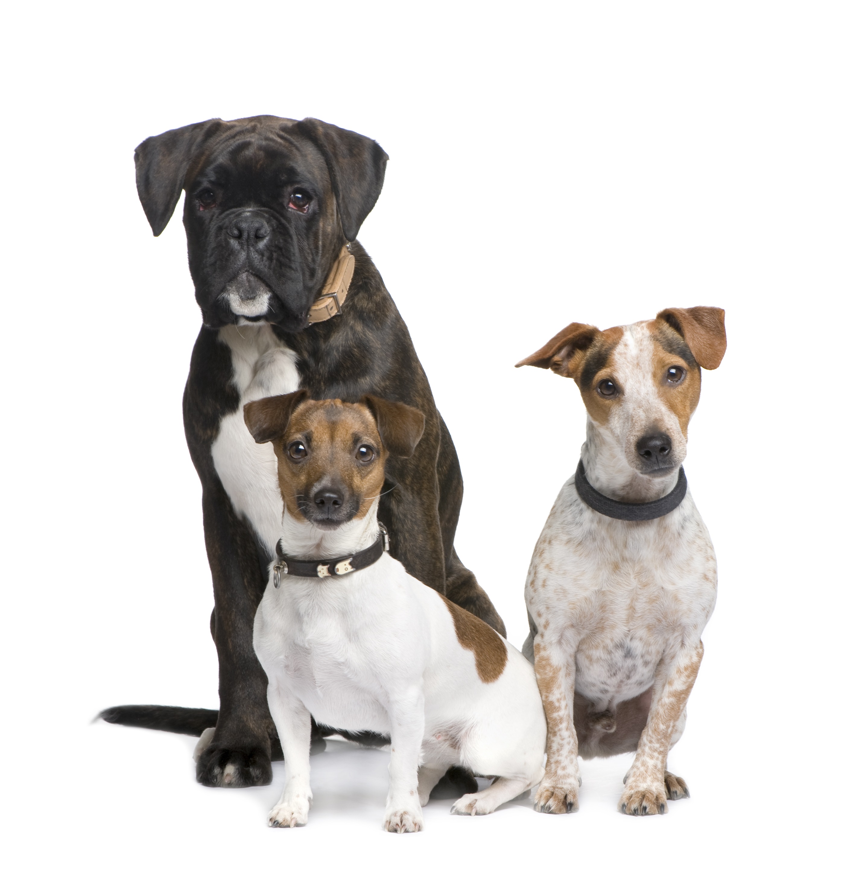 Group Of Three Dogs Boxer, Jack Russell And A Crossbreed