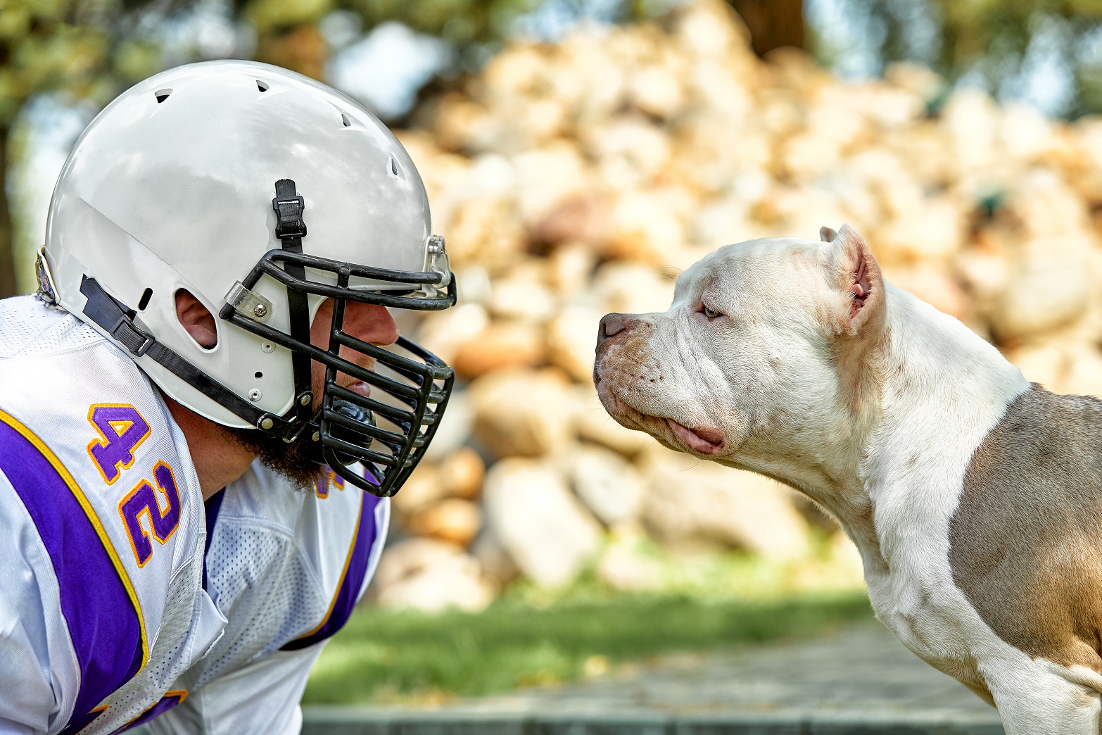 Face To Face Man And Dog. An American Football Player In A Helme