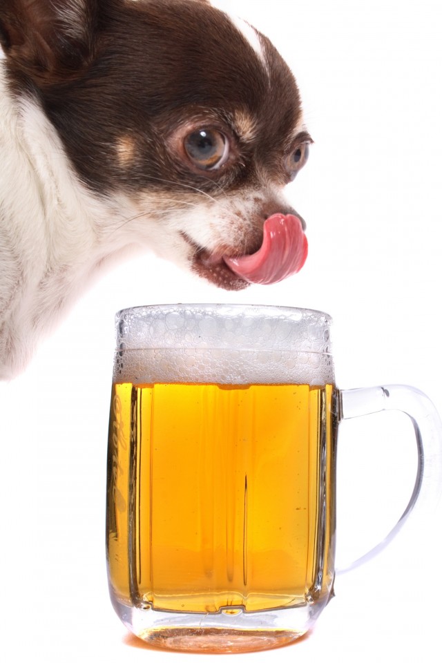 BigStockPhoto.  No dogs became drunk at this photo shoot.