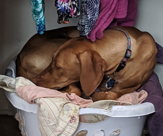 Rosie Laundry
