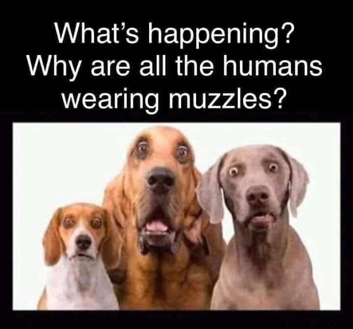 Muzzles for All! | Doggies.com Dog Blog