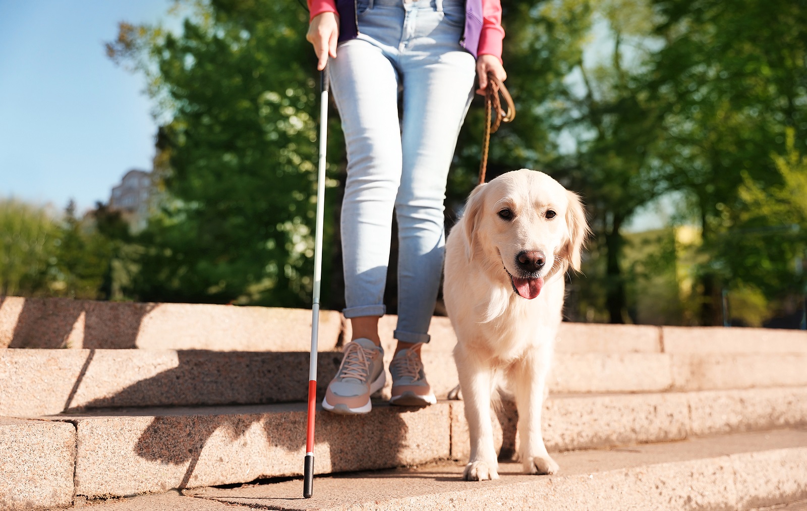 Guide Dog Helping Blind Person With Long Cane Going Down Stairs