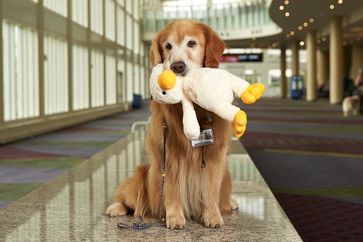 2018 ACE Winner (Therapy Dog Category): “Kol,” Golden Retriever (Photo:  AKC)