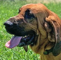 2020 Uniformed Service K-9 Awardee, Stella.  Photo:  AKC Humane Fund