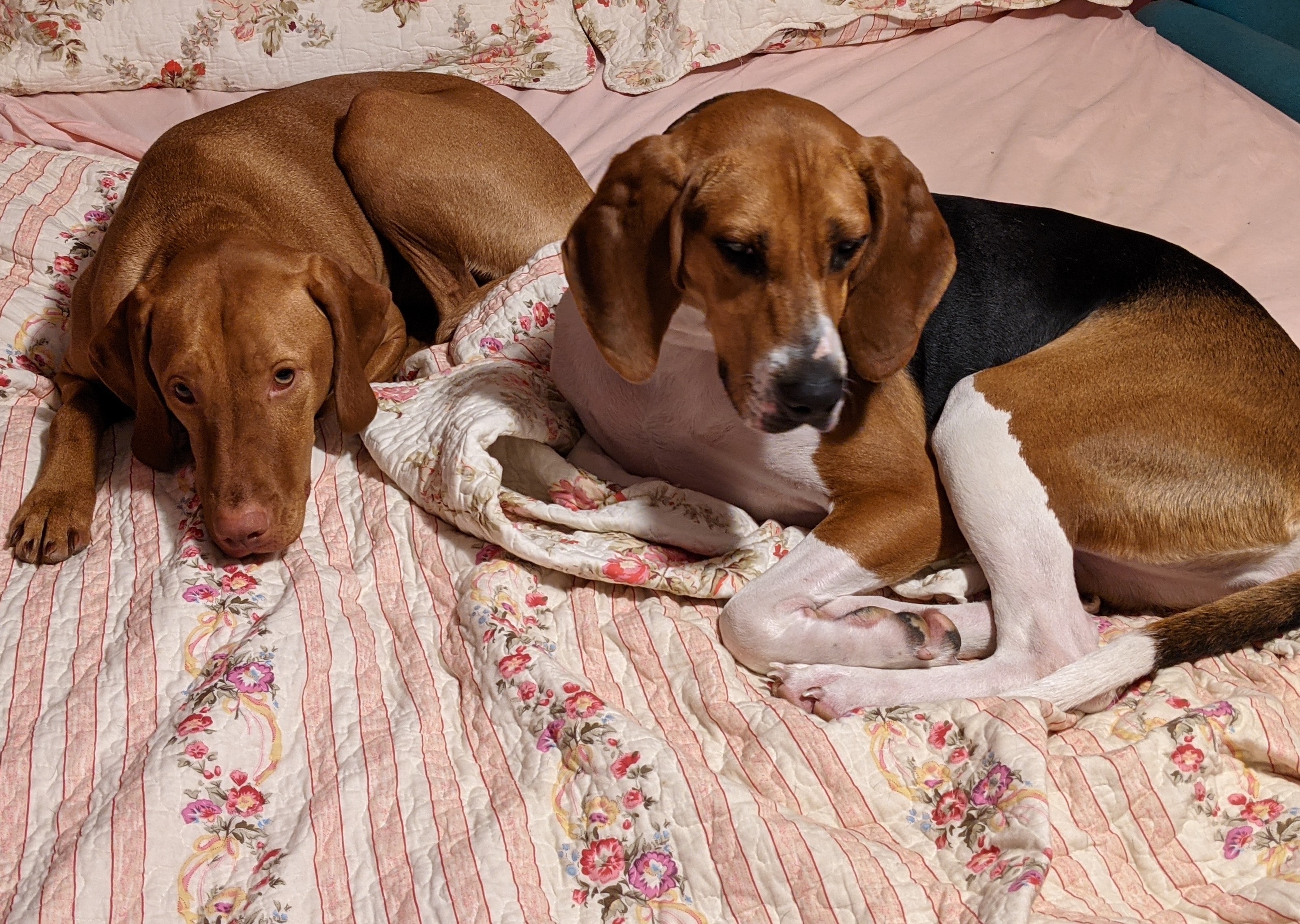 Rosie and Checkers:  what do you mean this isn't our bed? Photo by Philley