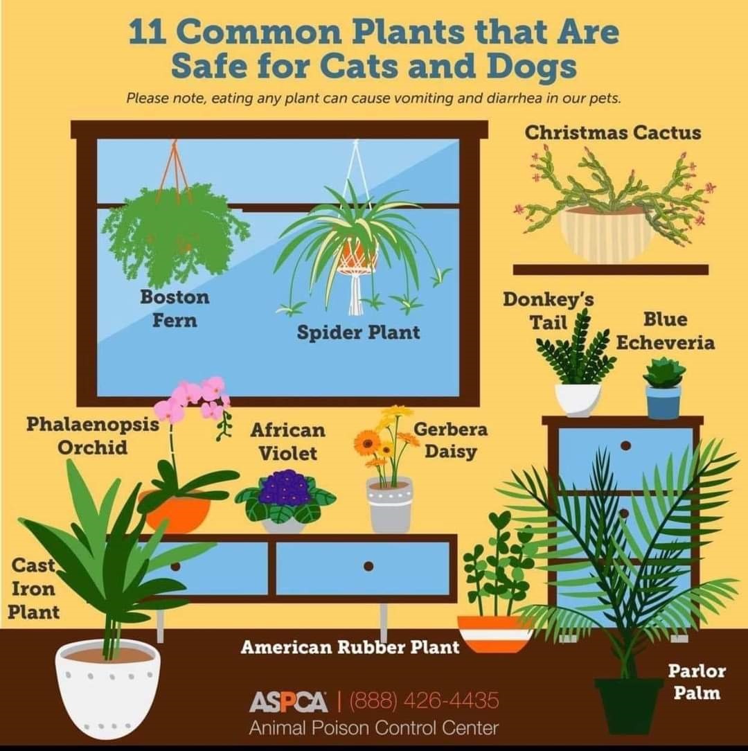 Safe plants