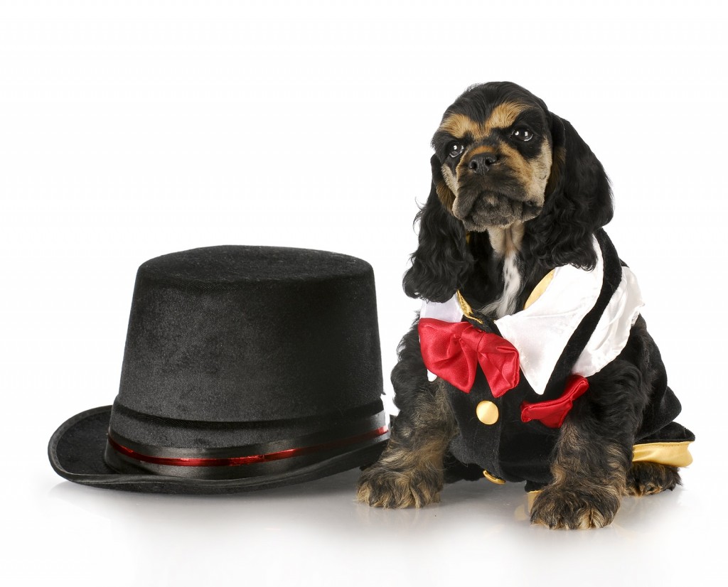 BigStock Photo.  I gotta say, I think the whole puppy would fit in that hat!