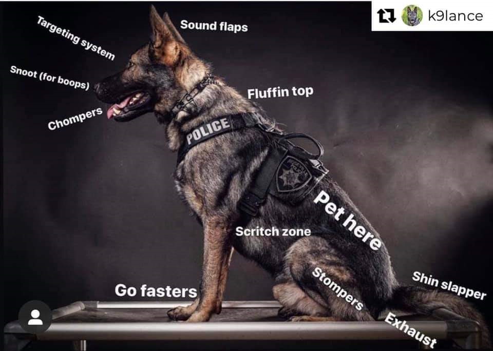 K9 Anatomy