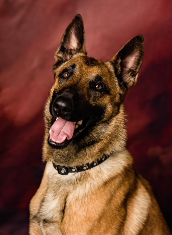 Cain, a dog purchased by the Fortuna (CA) PD with the help of a grant awarded in 2020.  Photo:  AKC Reunite
