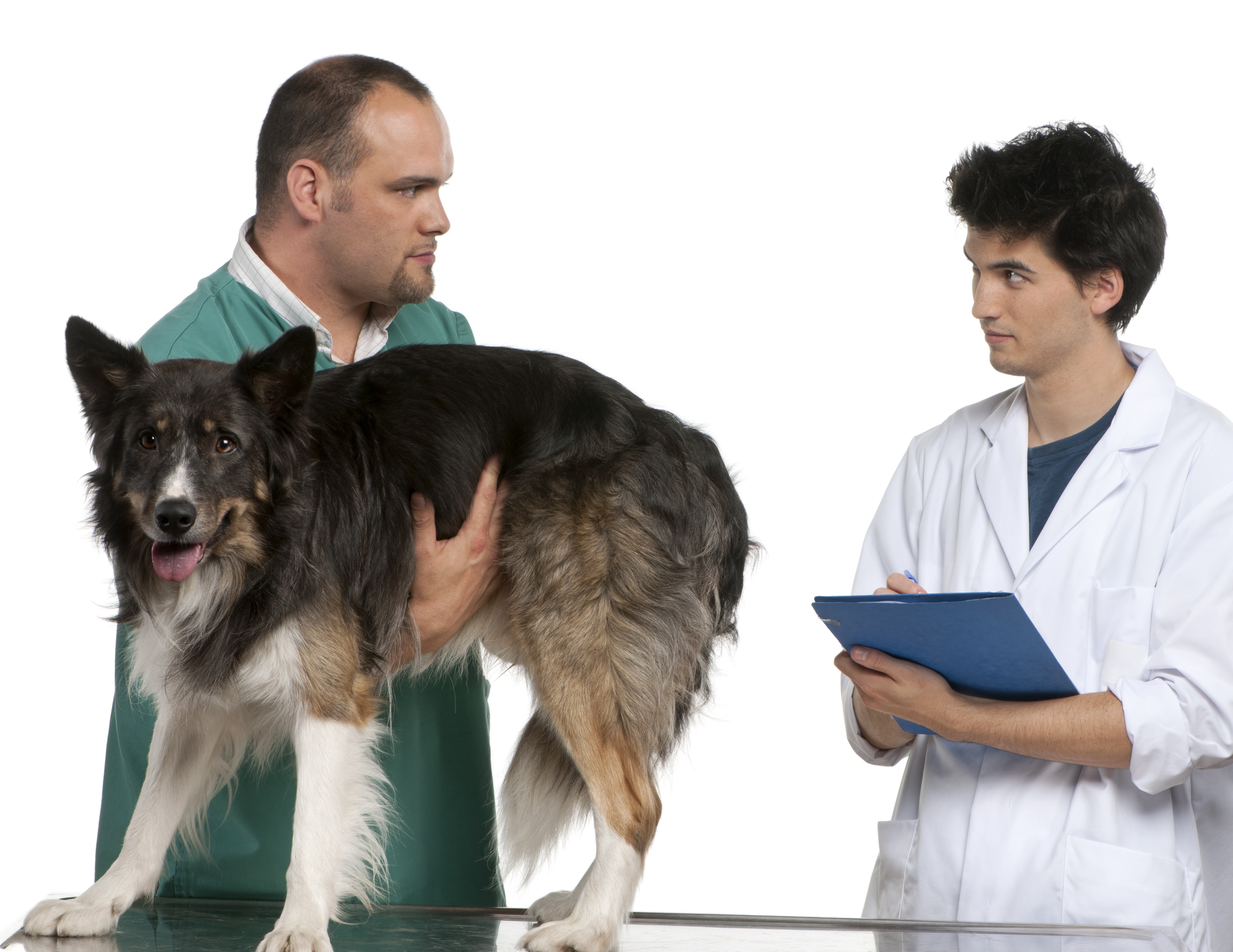 What Does Pet Insurance Cover Doggies Dog Blog