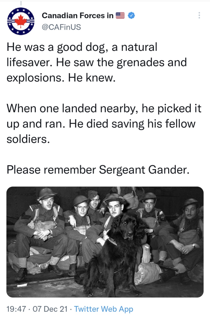 Sgt Gander photo