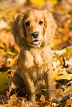 English Toy Spaniel