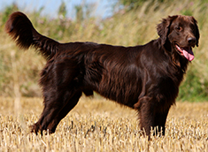 Flat-Coated Retriever