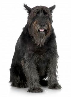 Giant Schnauzer