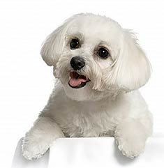 Havanese