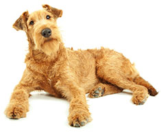 Irish Terrier