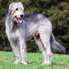 Irish Wolfhound