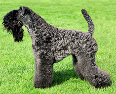 Kerry Blue Terrier