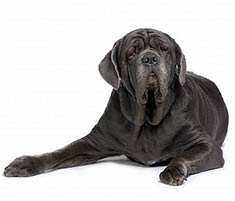 Neapolitan Mastiff