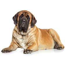 Mastiff