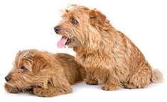 Norfolk Terrier