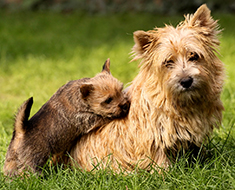 Norwich Terrier