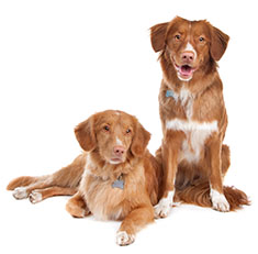 Nova Scotia Duck Tolling Retriever