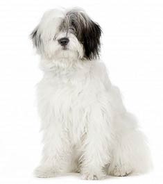 Old English Sheepdog