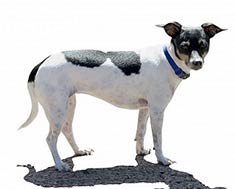 Rat Terrier